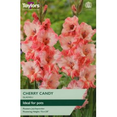 TAYLORS Gladioli Cherry Candy