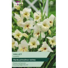 TAYLORS Gladioli Halley TAYLORS Gladioli Halley