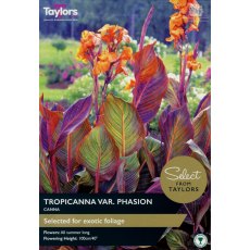TAYLORS Canna Tropicanna - Special Edition