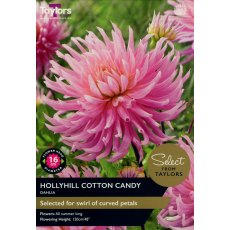 TAYLORS Dahlia Hollyhill Cotton Candy - Special Edition
