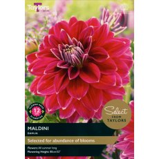 TAYLORS Dahlia Maldini - Special Edition