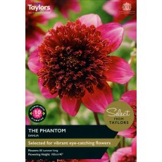 TAYLORS Dahlia The Phantom - Special Edition