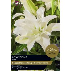 TAYLORS Lily My Wedding - Special Edition TAYLORS Lily My Wedding - Special Edition