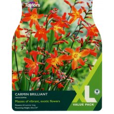 TAYLORS Crocosmia Carmin Brilliant   XL Value