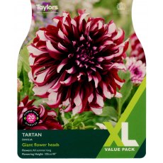 TAYLORS Dahlia Tartan   XL Value