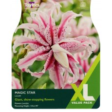 TAYLORS Lily Magic Star XL Value TAYLORS Lily Magic Star XL Value