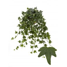 Hedera hel Sjoelle   13cm