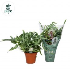 Phlebodium aur Blue Star 'Air So Pure'   17cm