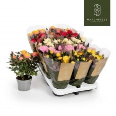 Rosa Kordana Grande mix ( big flowers)   10.5cm