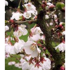 Prunus incisa 'Kojo-no-mai'   2L