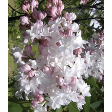 Syringa vulgaris 'Beauty Of Moscow'  5L