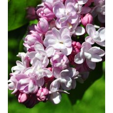 Syringa vulgaris 'Belle De Nancy'   5L