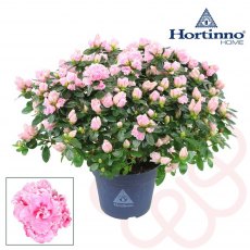 Azalea sims Hortinno® Classic Bicolor   15 cm