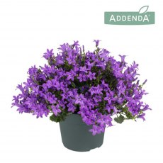 Campanula Ambella Intense Purple   15 cm