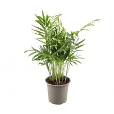 Chamaedorea elegans   9 cm