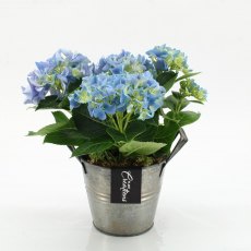 Compo Hydrangea   14 cm