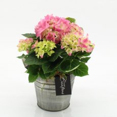 Compo Hydrangea  14 cm