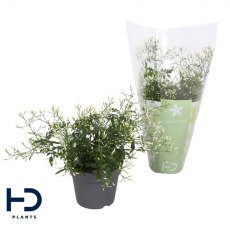 Jasminum polyanthum Bush 300+   12 cm