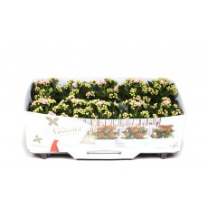 Kalanchoe bloss ( filled flower) Light Pink   10.5 cm