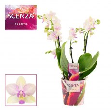 Phalaenopsis multi 3-4t 30+ Dazzling Blossom   12 cm