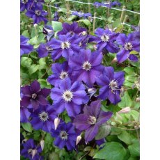 Clematis HAPPY BIRTHDAY ('Zohapbi'PBR) (LL)   17cm