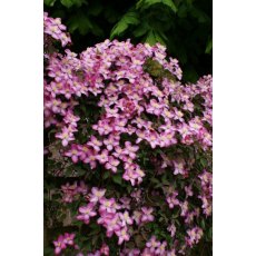 Clematis montana 'Freda'   17cm