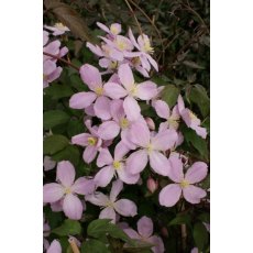 Clematis montana 'Vera'   17cm