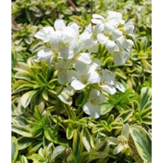 ALPINE Arabis ferdinandi-coburgi 'Old Gold'  9cm