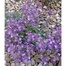 ALPINE Chaenorhinum origanifolium 'Blue Dream'   9cm