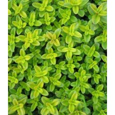 ALPINE Thymus pulegiodes 'Aureus'  9cm