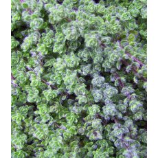 ALPINE Thymus serpyllum   9cm