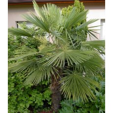 Trachycarpus fortunei   4L