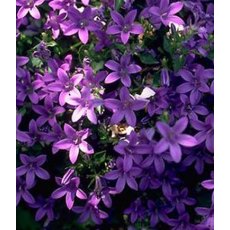 ALPINE Campanula poscharskyana  1L