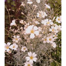 ALPINE Cerastium tomentosum  1L