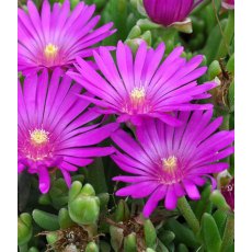 ALPINE Delosperma sutherlandii   1L