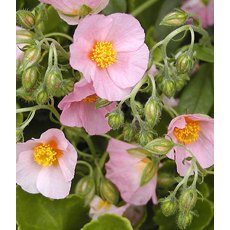 ALPINE Helianthemum 'Lawrenson's Pink'  1L