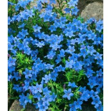 ALPINE Lithodora diffusa 'Heavenly Blue'  1L