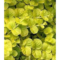 ALPINE Lysimachia nummularia 'Aurea'  1L