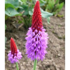 ALPINE Primula vialii   1L