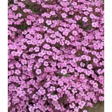 ALPINE Saponaria ocymoides  1L