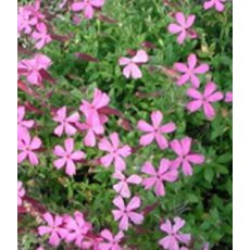 ALPINE Silene schafta   1L