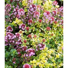 ALPINE Thymus 'Doone Valley'  1L
