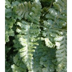 HARDY FERN Dryopteris dilatata 'Crispa Whiteside'   2L