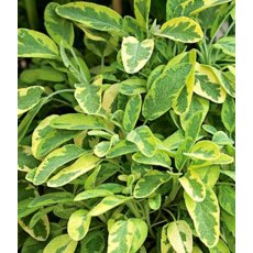 HERB Sage - Icterina  9cm