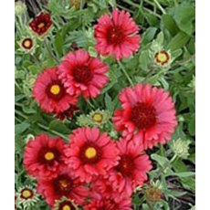 Gaillardia x grandiflora 'Burgunder'  2L