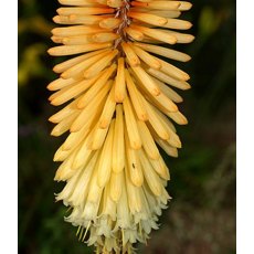 Kniphofia 'Tawny King'  2L