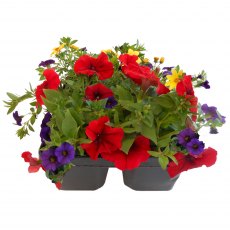 Garden Cocktail 'Kaleidoscope'   Jumbo 6pk