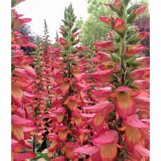 Digitalis x valinii Illumination Flame   2L