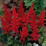 Astilbe 'Fanal' (x arendsii)   3L