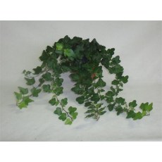 Hedera helix Mini Wonder 13cm Hedera helix Mini Wonder 13cm